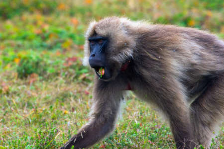 Portrait of baboon monkey, Simien Mountains, Ethiopiaの写真素材