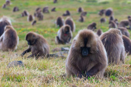 Wild baboon monkeys, Simien mountains, Ethiopiaの写真素材