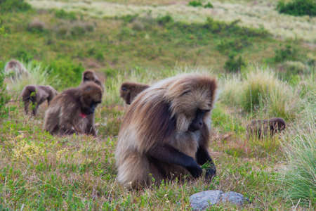 Wild baboon monkeys, Simien mountains, Ethiopiaの写真素材