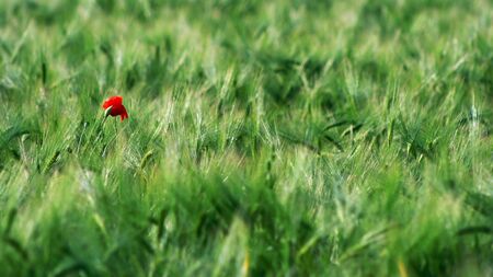 One red poppy in green grains の写真素材
