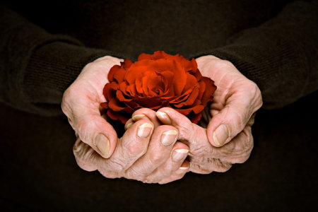 Beautiful rose flower in senior woman's hands