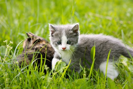 Two beautiful cats hidden in the grass の写真素材