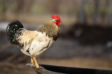 Beautiful rooster