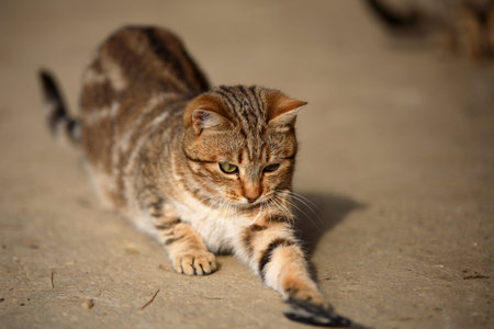 Cute mixed breed cat