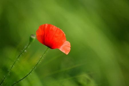 Poppyの写真素材