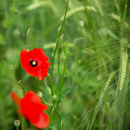 Poppies in a green wheat field