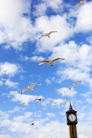 Seagulls in Brighton, Englandの写真素材