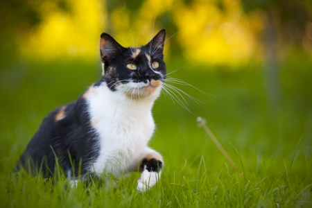 Beautiful mixed breed catの写真素材