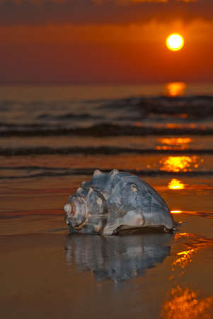 sunset with seashell, baltic sea, Jurmala の写真素材