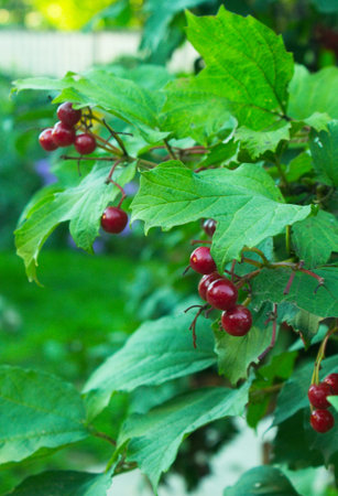 tree of red viburnum calina in garden