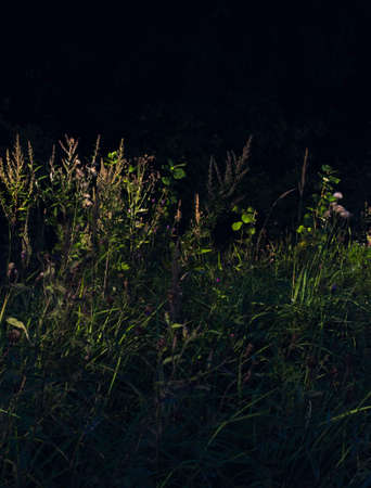 abstract dark grass with purple and blue flowersの写真素材