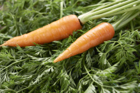 two fresh carrots on green foliage and healthyの写真素材