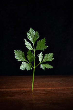 parsleyの写真素材