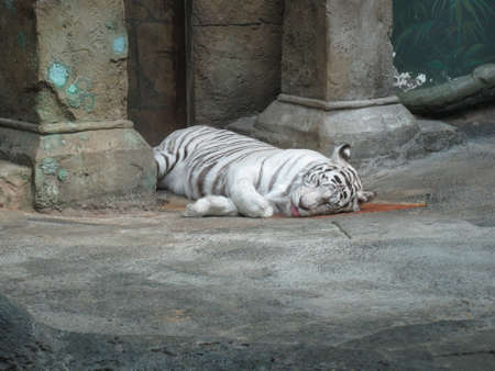 Sleeping white Bengal tiger in the zooの写真素材