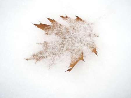 Dry maple leaf covered with snow in the forestの写真素材