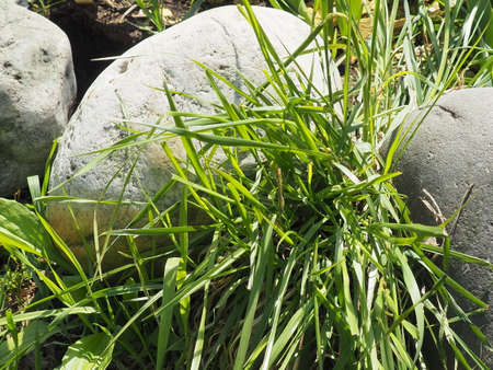 Large gray stone in the green grass in the city Parkの写真素材