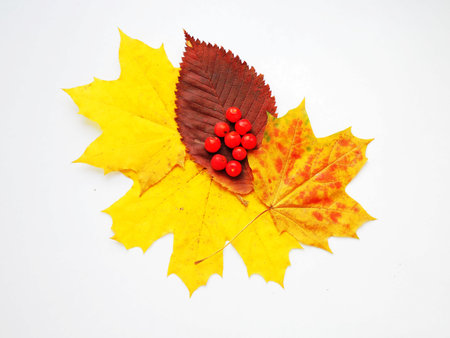 Dry autumn leaves and Rowan berriesの写真素材