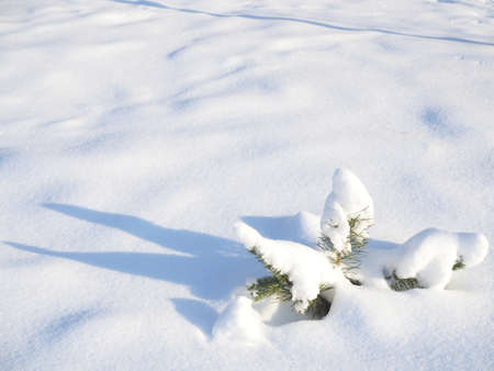 Beautiful natural winter background with little green pine tree in the snow.の写真素材