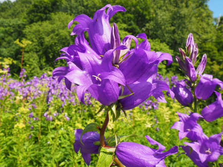 Purple-violet flowers bells growing in a forestの写真素材