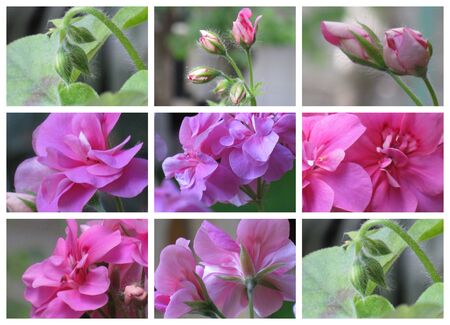 Geranium collage 2の写真素材