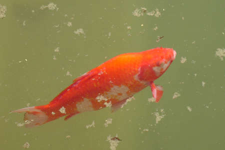 Lake fishの写真素材