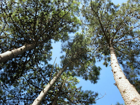 Top trees