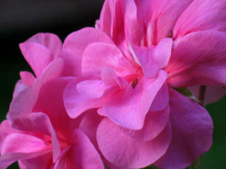 Geranium petals 1の写真素材
