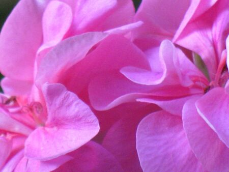 Geranium petals 15の写真素材