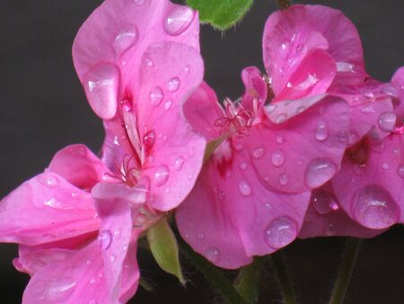 Geranium after rain の写真素材