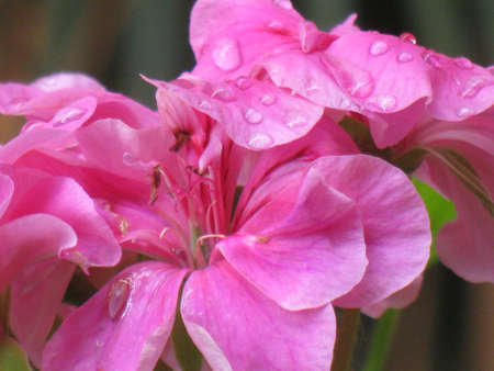 Geranium after rain の写真素材
