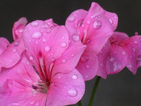 Geranium after rain の写真素材