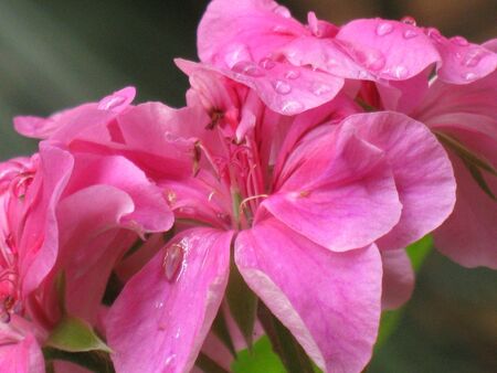 Geranium after rainの写真素材