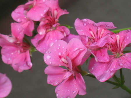 Geranium after rainの写真素材