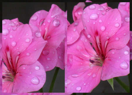 Geranium after rain collage の写真素材