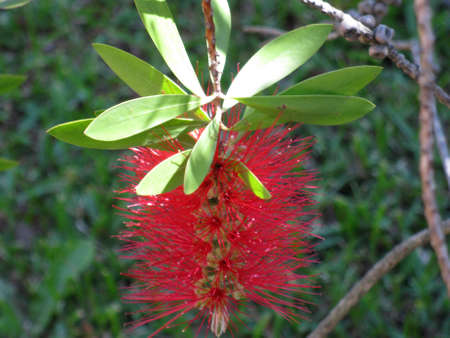 Callistemon の写真素材