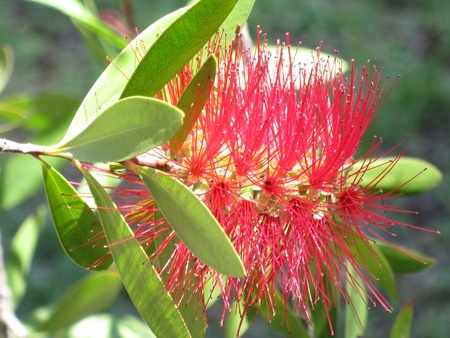 Callistemon の写真素材
