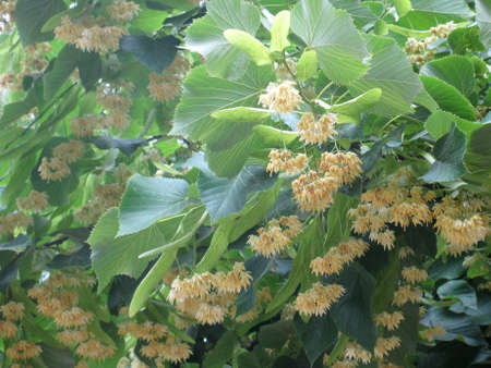 Linden leavesの写真素材