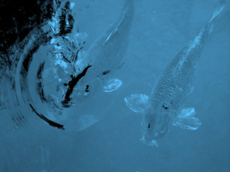 Fishes in a lake