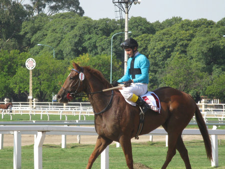 After horse-race のeditorial素材