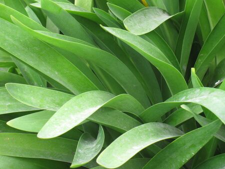 Agapanthus leafsの写真素材