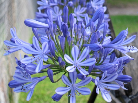 Agapanthus flowersの写真素材