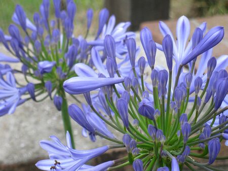 Agapanthus flowersの写真素材