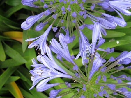 Agapanthus seen from topの写真素材
