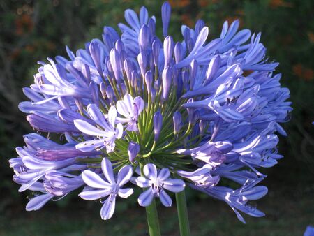 Agapanthus flowers with sunlight の写真素材
