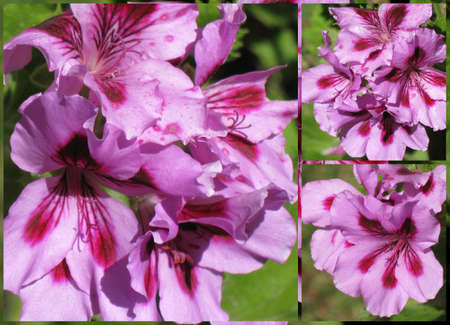 Bicolor geranium collage の写真素材