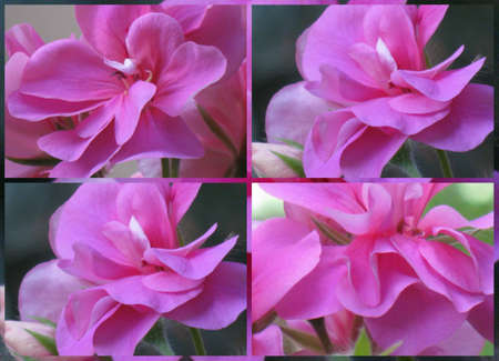 Geranium collage の写真素材