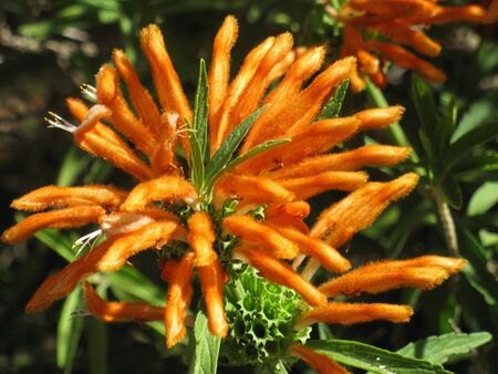 Leonotis leonorus flower 7の写真素材