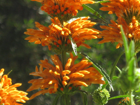 Leonotis leonorus flowers 8の写真素材