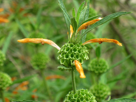 Leonotis leonorus falling petals 10の写真素材