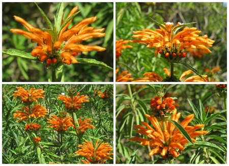 Leonotis leonorus flower collage 2の写真素材